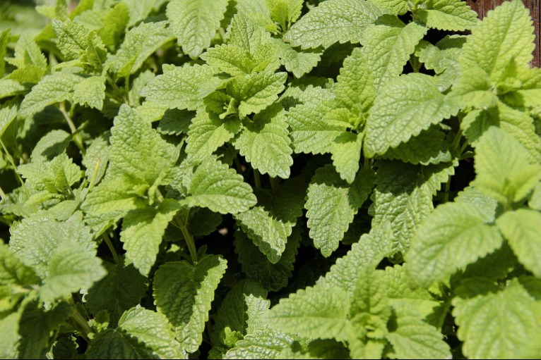 Ez a növény legalább olyan hatásos a megfázás ellen, mint a menta