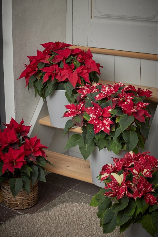 A legtöbb lakásban megtalálható, de kevesen tudják, hogy ezt teszi a szervezettel!